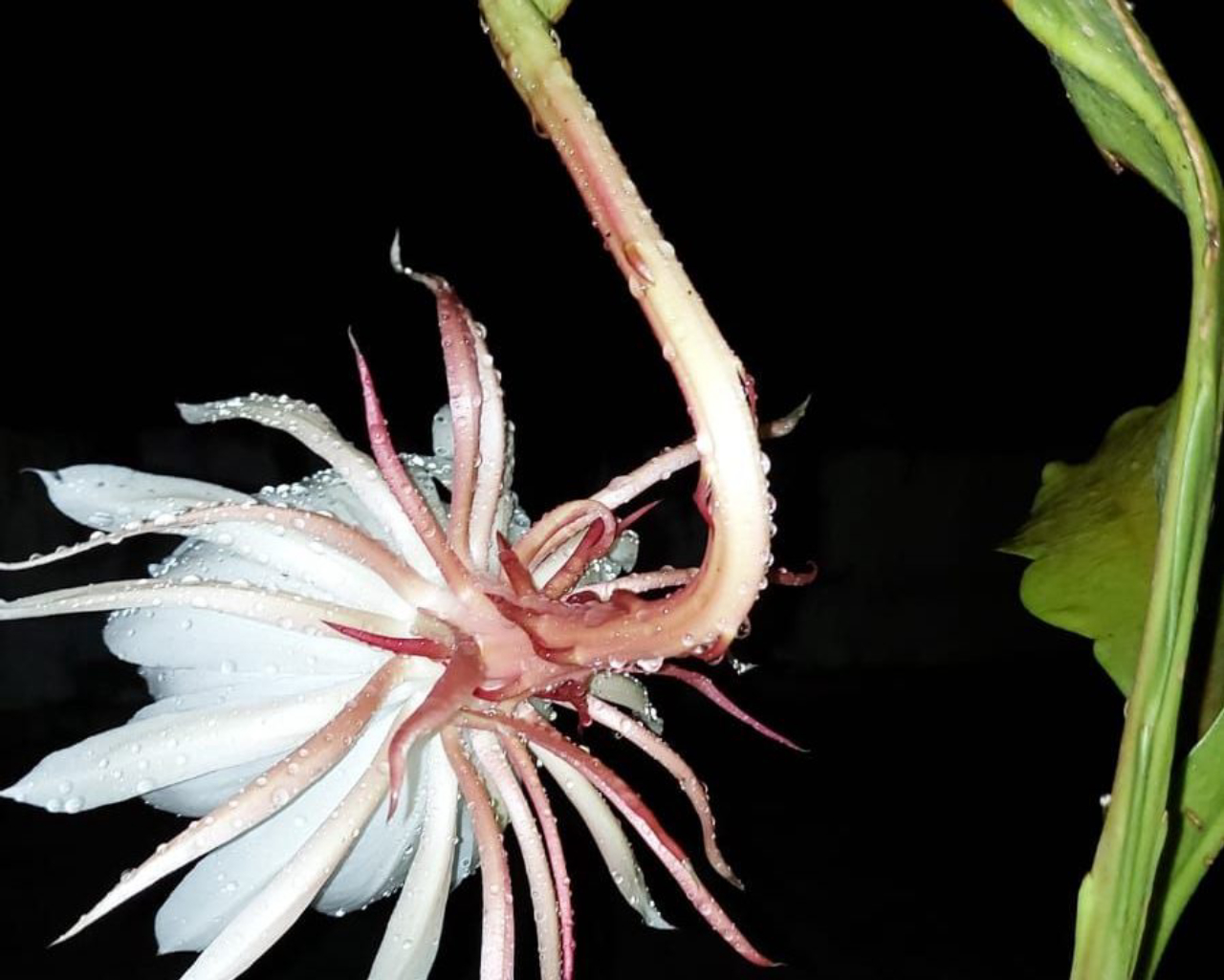 Desabrochada, a flor assume um tamanho considerável em relação ao da planta.