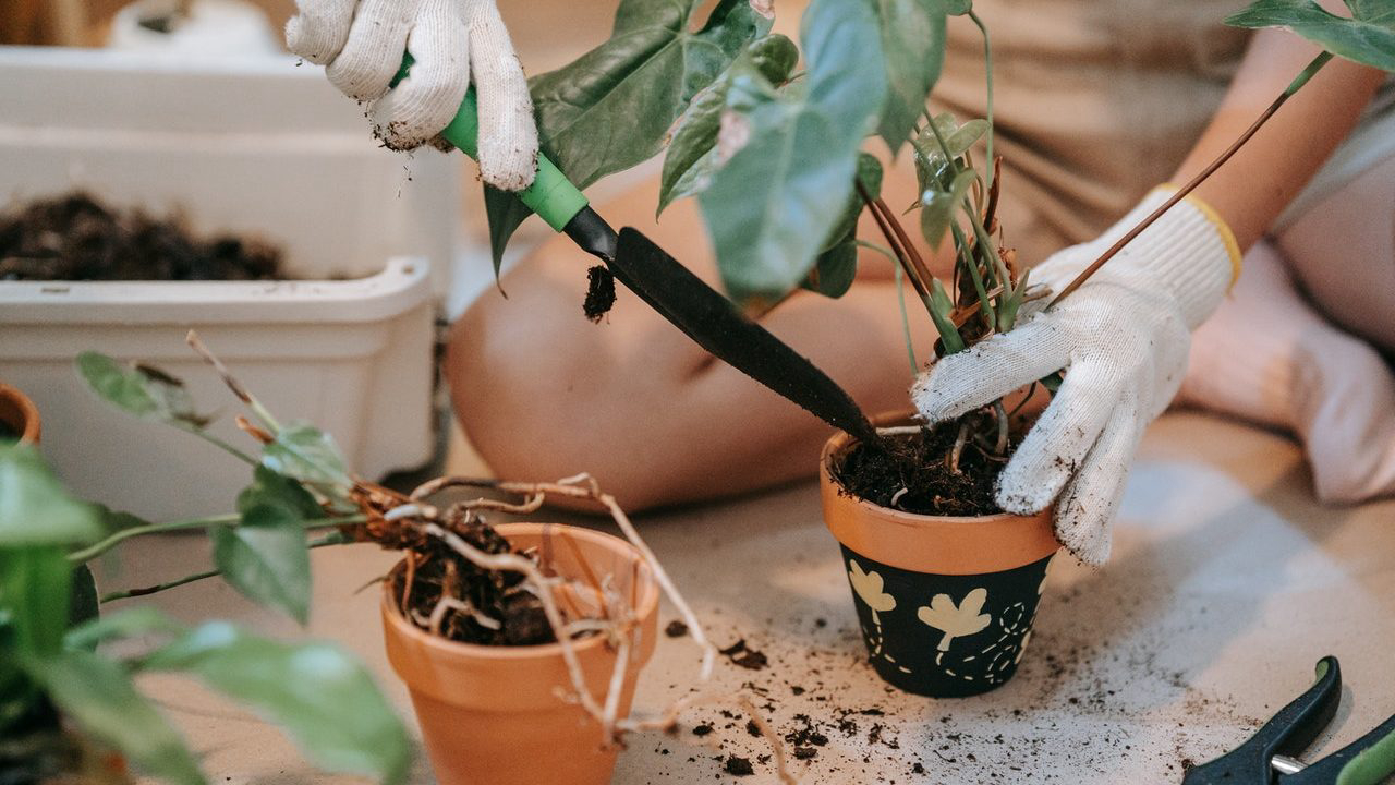 Quando as raízes começam a escapar pelo vaso, é preciso colocar a planta em um vaso maior